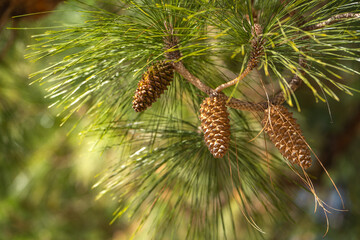Longleaf pine branches with cones (Pinus palustris). Pine tree with long needles and cones.