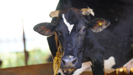 The indian black milky cow