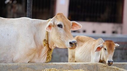 The indian milky cow selective focus © FireFXStudio