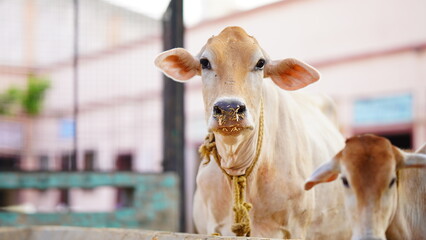 The indian milky cow selective focus