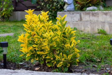 Euonymus. Evergreen colourful decorative dwarf plant in garden. Garden background