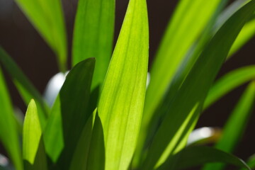 Green abstract nature defocused background. Green-striped leaves of a palm tree, abstract pal tree detail, close up, selective focus