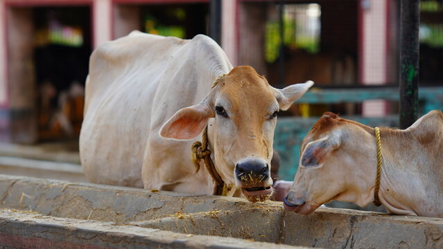 indian a milking cow image