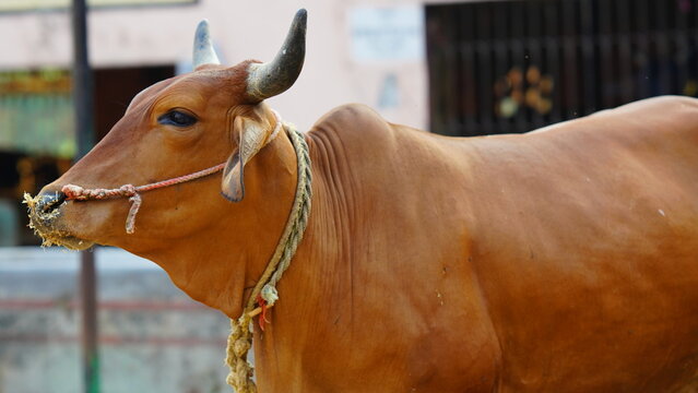 indian a milking cow image