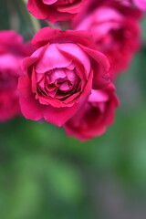 ピンク色のバラ