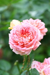 ピンク色のバラ