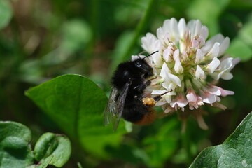 Macro bumblebee on the clover flower close-up with green background