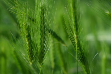 Abstract blurred bright color nature background. Bright green color of rye meadow moving on the wind, macro close-up, selective focus. Young wheat, a field of decorative spike ears