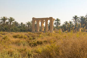 SAUDI ARABIA, alhasa, landscape and architecture - palm