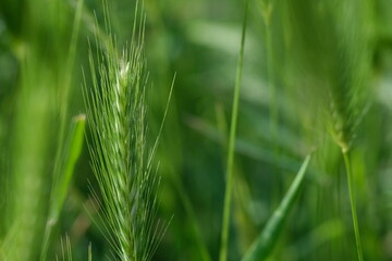 Fototapeta na wymiar Bright green color of rye meadow moving on the wind, macro close-up, selective focus. Young wheat, a field of decorative spike ears