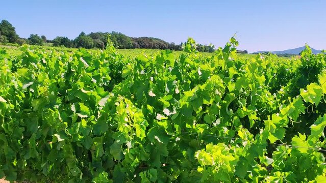 gros plan  d'un vignoble sous le vent