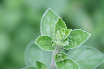 Fototapeta na wymiar Macro of oregano plant leaves, green defocused background, Italian seasoning herbs in British garden.