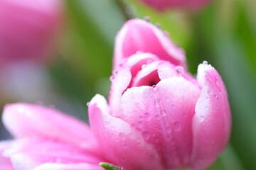Pink tulip close-up moving in the wind, selective focus. Nature blurred the background