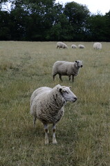 Obraz premium British countryside rural autumn landscape with white sheep. Group of sheep grazing in paddock at farm. sheep in a field