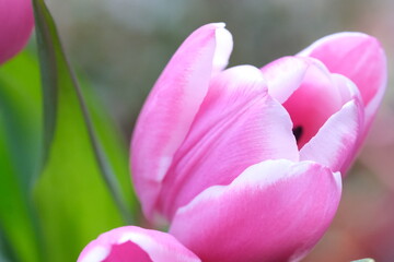 pink tulip close-up, selective focus. Diagonal composition. Nature blurred background