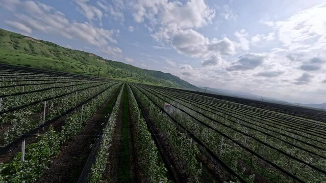 Extreme shot apple tree plantation agriculture cultivation tractor spraying poison to flowers from pests. FPV freestyle sport drone aerial view seasonal industrial plantation local fruit growing 4k