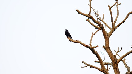 black crow on the tree white background