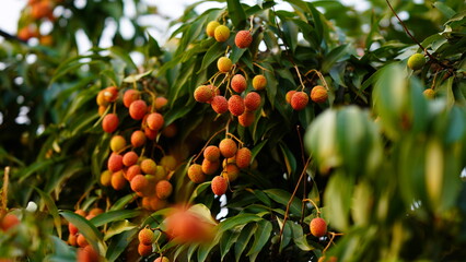 red and sweet lychee on the tree