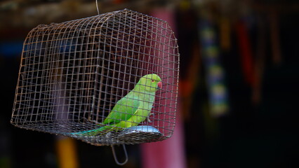the parrot is in the cage outdoor image