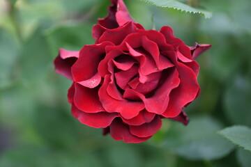 赤いバラ