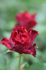 赤いバラ