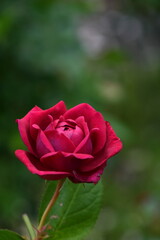赤いバラ