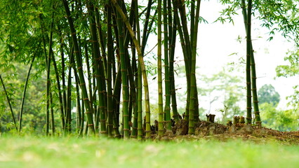 bamboo tree image hd