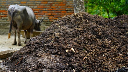 rural Cow dung image hd - obrazy, fototapety, plakaty