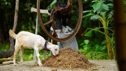 white goat eating something image