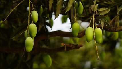 carry mango image hd