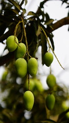 greeen mango image hd