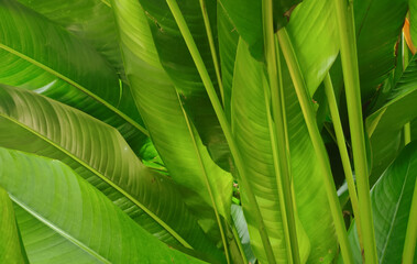 Green leaves background. Green nature wallpaper