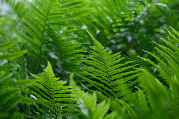 Defocused nature background green color, selective focus. Light Green fern leave in the forest. Leaves texture, natural background. © oksanatukane
