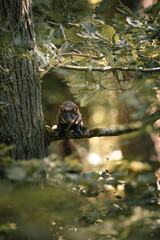 Baummarder