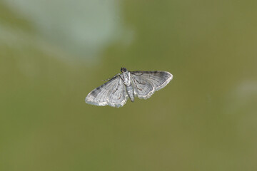 Close up underside of a double-striped pug (Gymnoscelis rufifasciata), family Geometridae. On glass with a faded green Dutch garden on the background. June.  