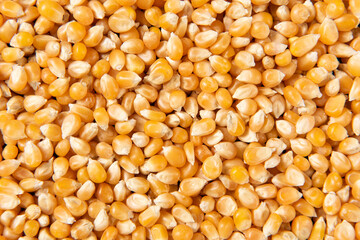 close up of dry corn texture background.