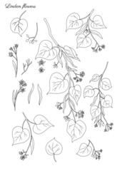 Linden flower sprig, decorative graphic basswood vector hand drawn ink illustration isolated on white, line art set honey flowers, buds and leaf doodle sketch for design herbal tea, cosmetic, medicine