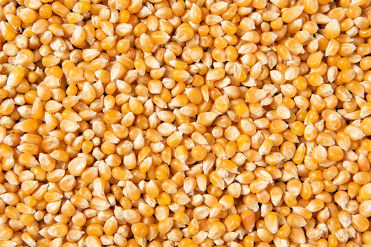 close up of dry corn texture background.