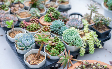 Collection of various cactus and succulent plants in different pots. Potted cactus house plants.