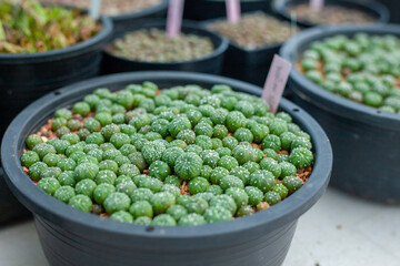 Collection of various cactus and succulent plants in different pots. Potted cactus house plants.