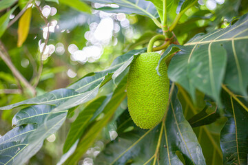 green papaya fruit