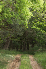 Fototapeta na wymiar Pathway with many cones in wild green summer forest. Dark thicket.