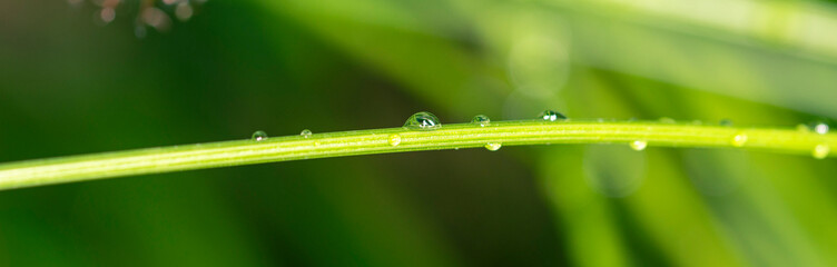 A dewdrop on a grass stalk close-up. Summer beautiful fresh background