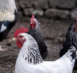 A flock of domestic chickens. Birds pecking grain