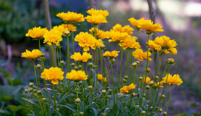 Garden flowers close-up. Summer beautiful fresh background