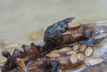 Closeup Small insects on Honeydew melon (Cucumis melo).  rotten ,Insect pests ,macro insects