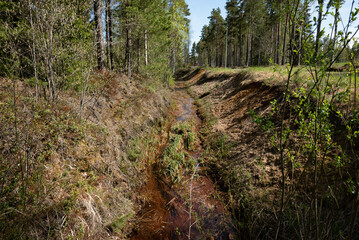 ditch in the forest