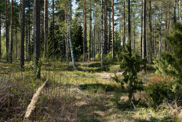 trees in the forest
