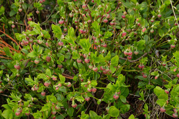 Fototapeta premium blueberries flowering in the forest
