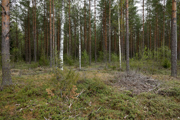 Fototapeta premium trees in the forest